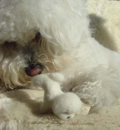 ���R�t�B�[�k�Y