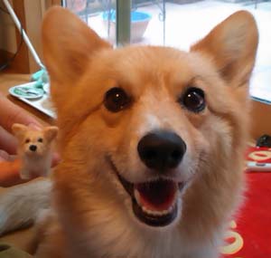 �n�j�[�����